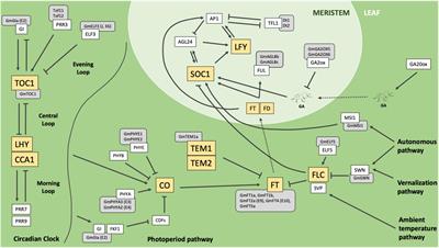 Candidate Genes Modulating Reproductive Timing in Elite US Soybean Lines Identified in Soybean Alleles of Arabidopsis Flowering Orthologs With Divergent Latitude Distribution